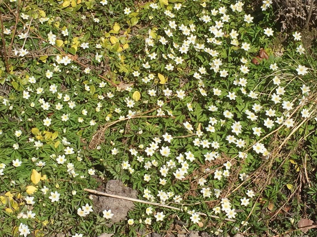 Borgdala Stugor Ödkarby Exterior foto